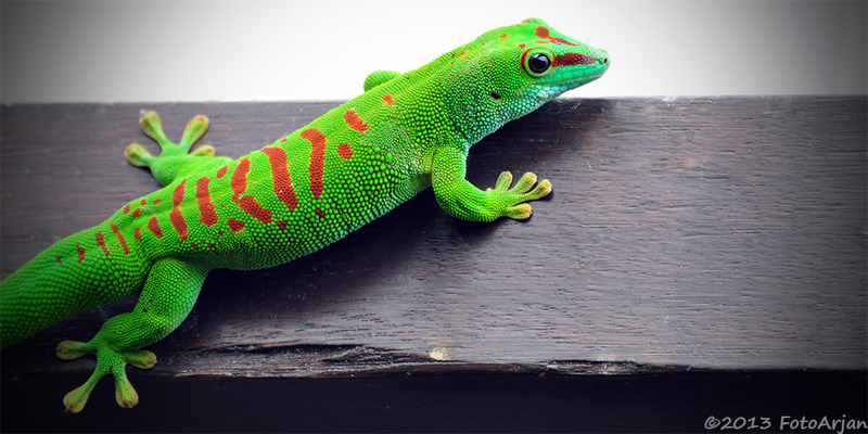 Gekko