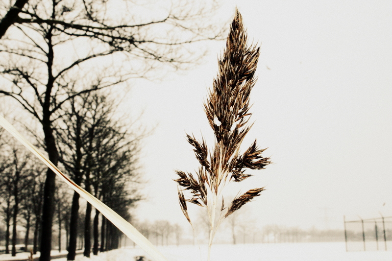 Oudenbosch, winter