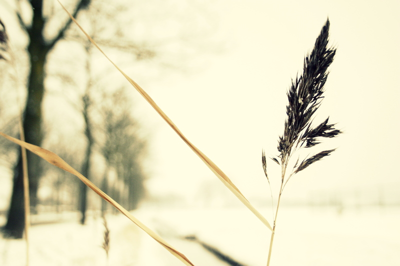 Winter, Oudenbosch