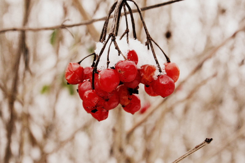 Berries