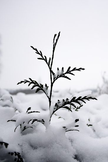 Winter, Oudenbosch