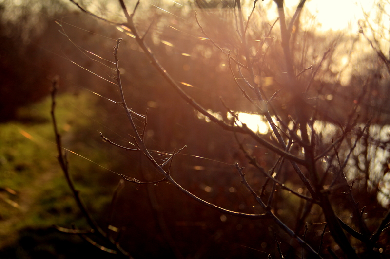 Spiders' web