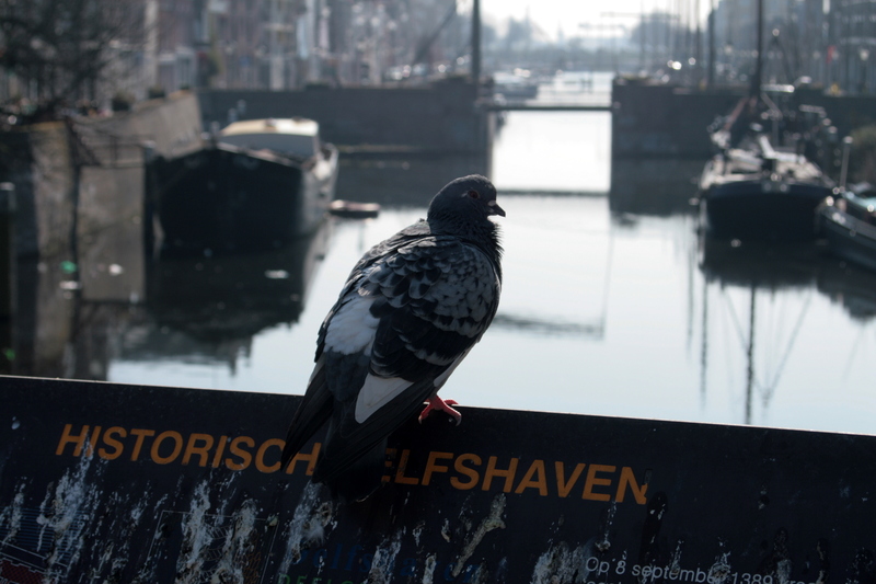 Pigeon Delfsharbor