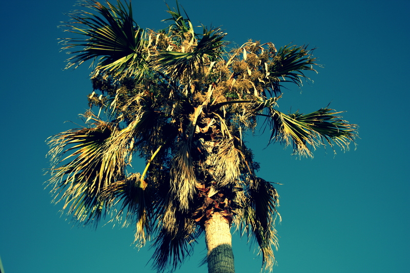 Palmtree