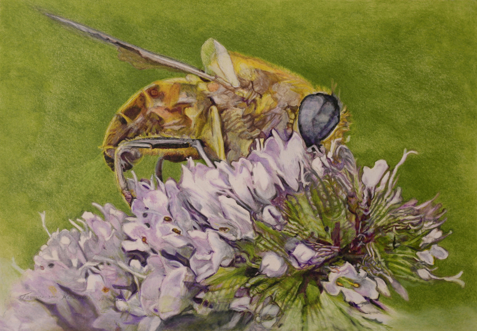 An innocent Eristalis tenax