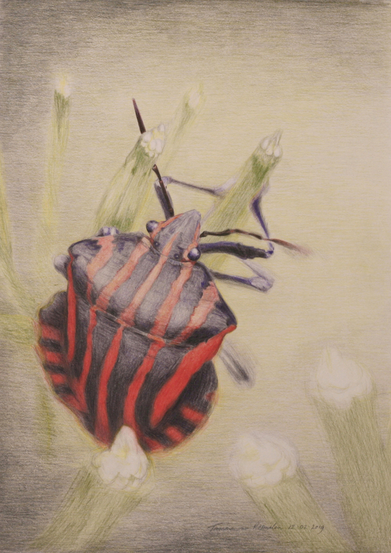 Graphosoma lineatum