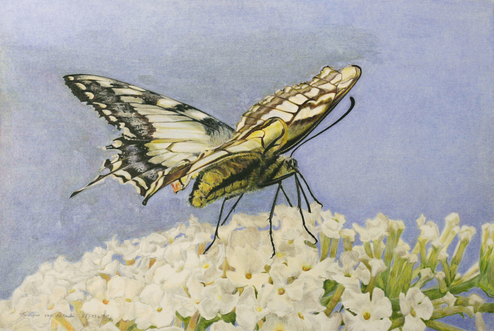 Landing of the Swallowtail butterfly