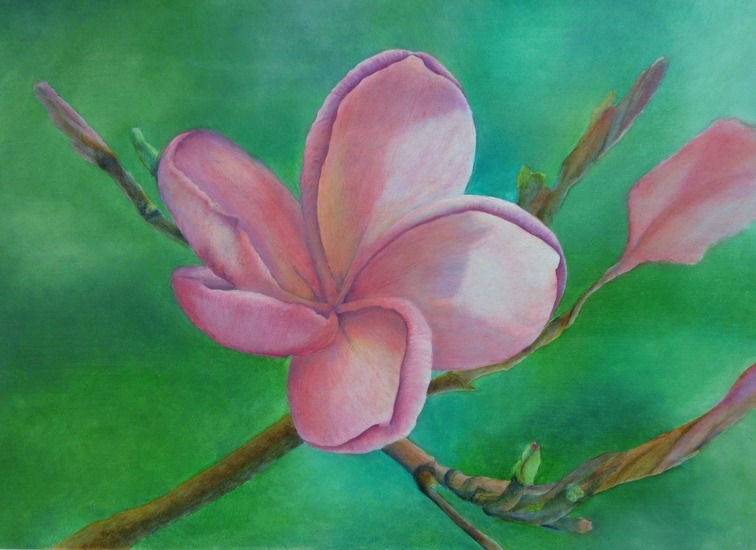 Bloem (frangipani)