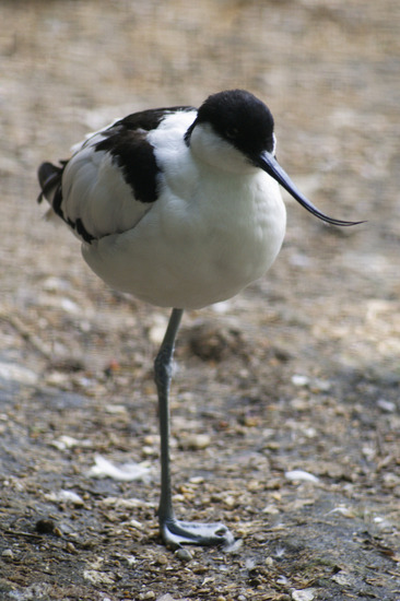 Kluut
