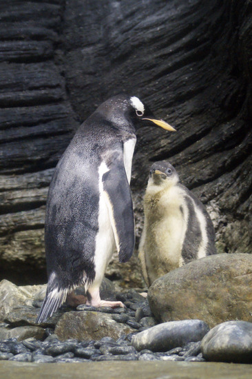 Pinguins