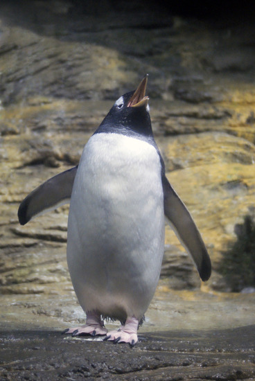 Pinguin