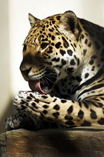 Jaguar