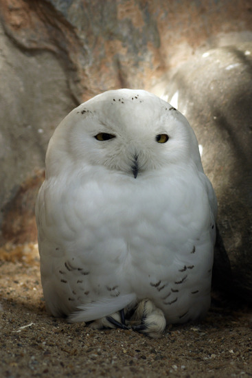 Sneeuwuil