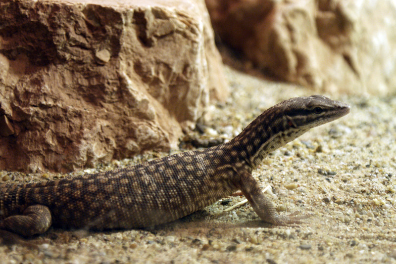 Salamander