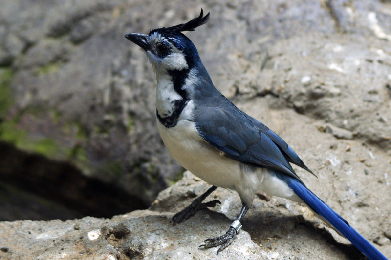 Blauwe vogel
