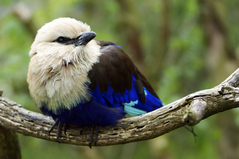 Blauwe vogel