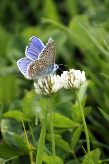 Blauwtje