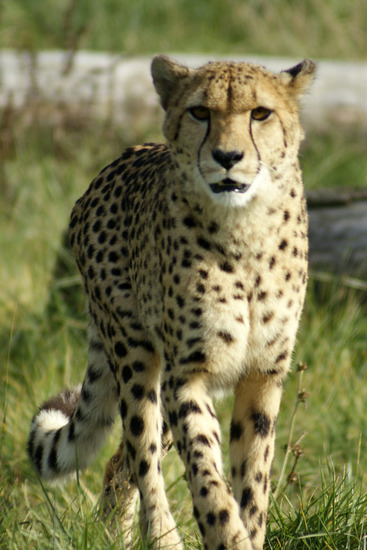 Cheetah