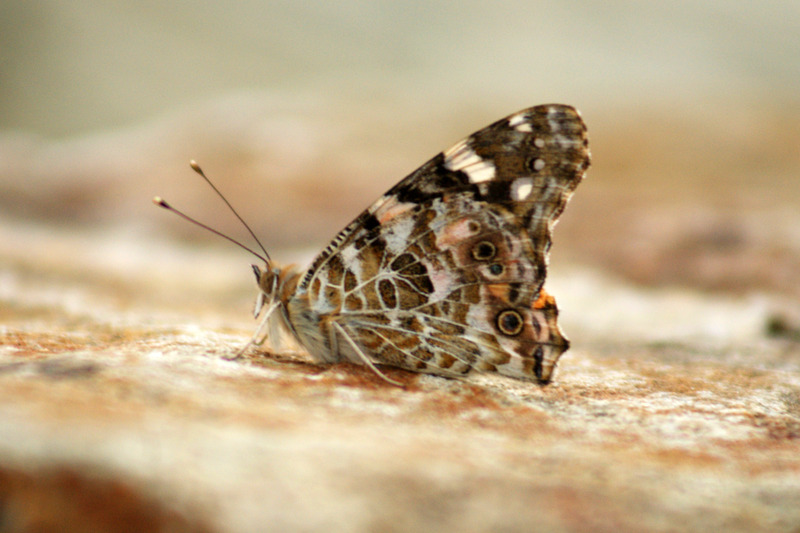 Distelvlinder