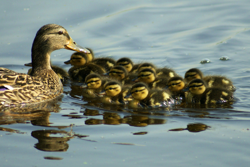 Eendjes