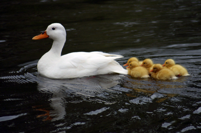 Eendjes