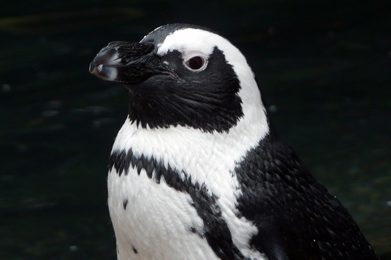 Dwergpinguin