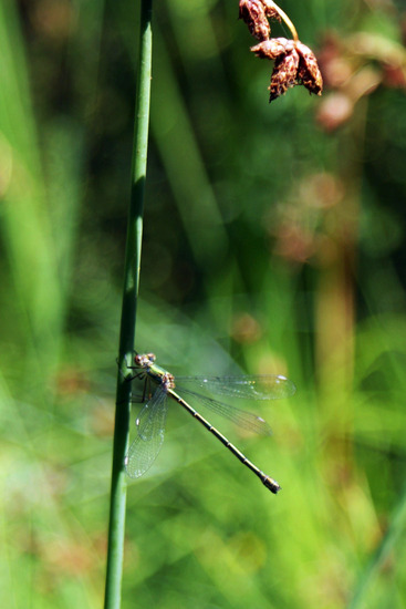 Libelle