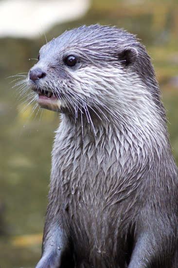 Otter