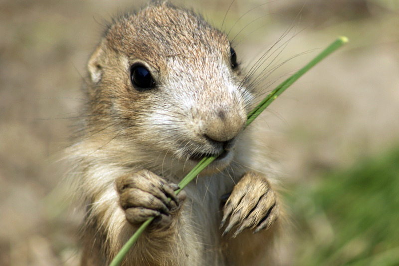 Prairiehondje