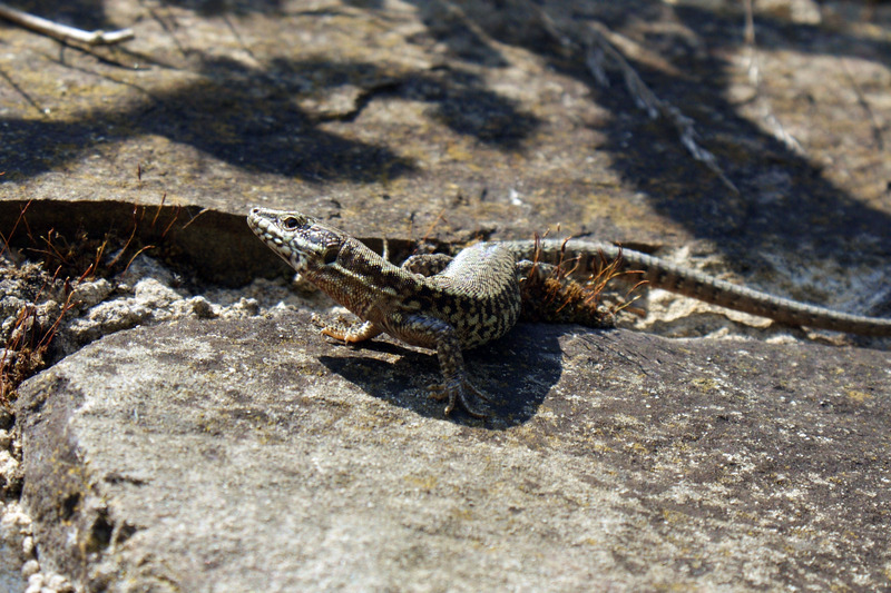 Salamander