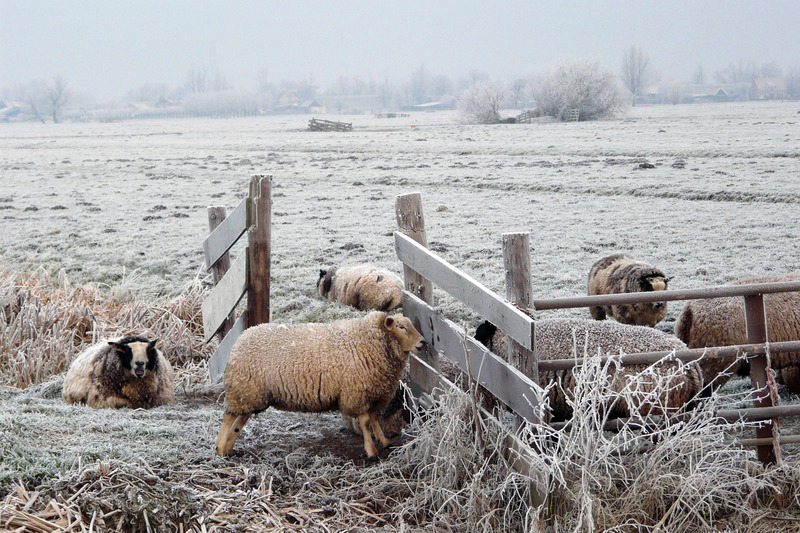 Schapen