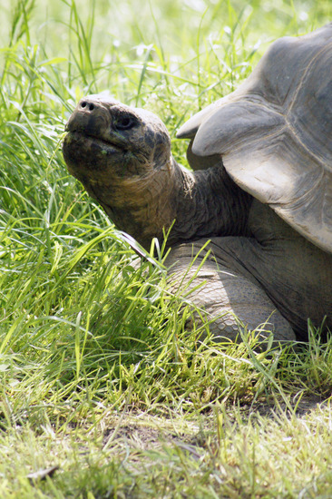 Schildpad