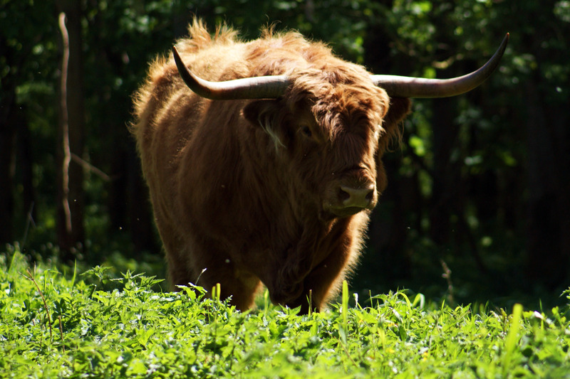 Schotse hooglander