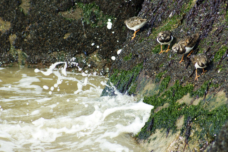 Steenlopers