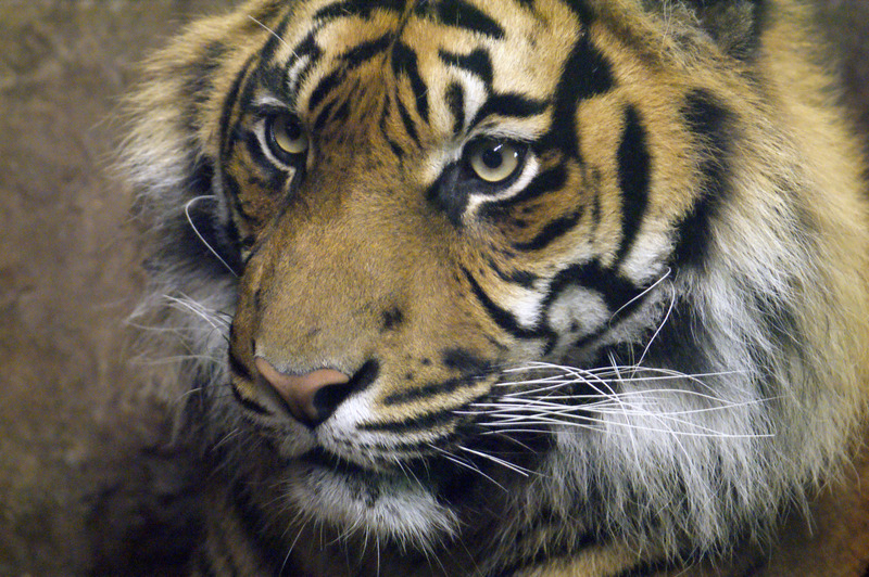 Tijger