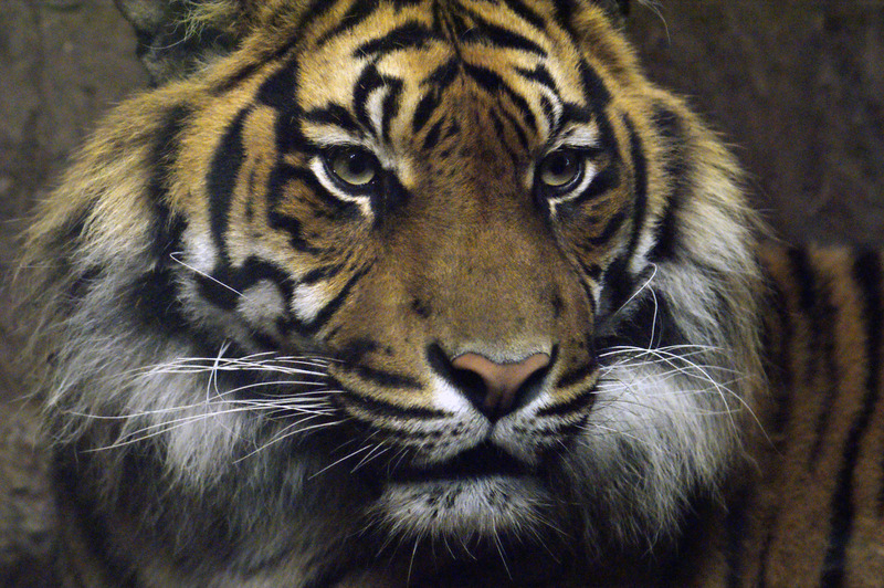 Tijger