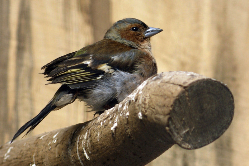Vink