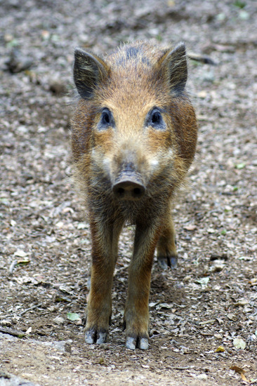 Wild zwijntje