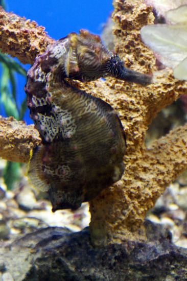 Zeepaardje