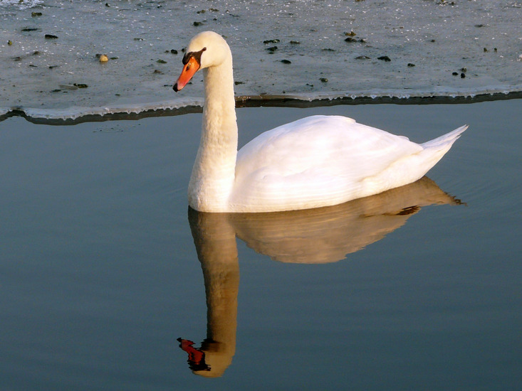 Zwaan