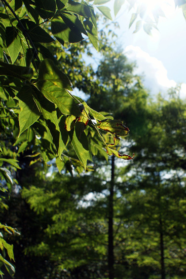 Bomen