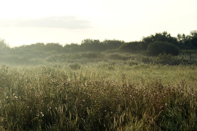 Landschap