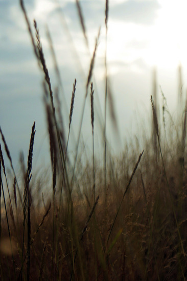 Riet