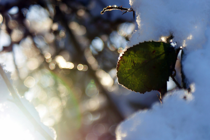 Winter