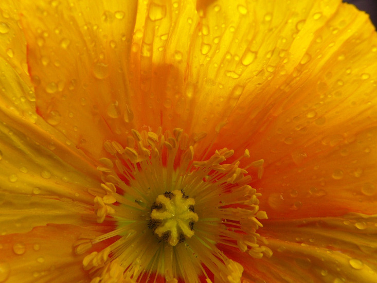 gele bloem