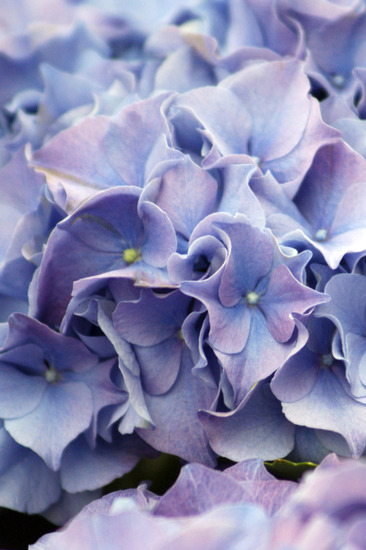 hortensia