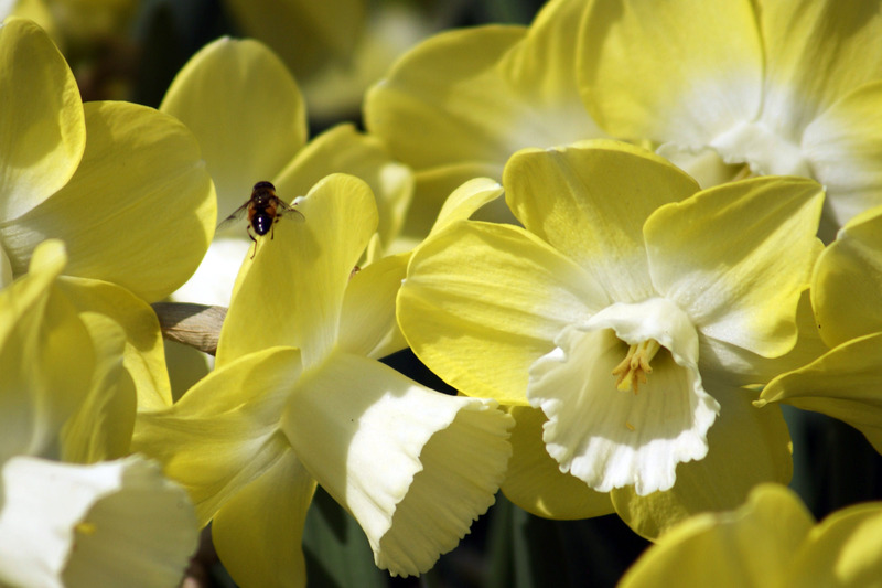 narcissen