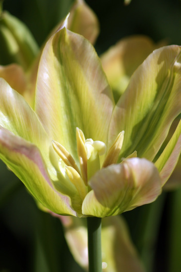 tulp