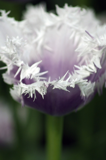 tulp