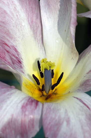 tulp